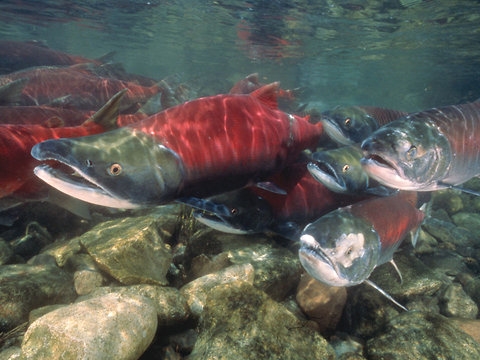 Horseradish-Crust Wild Pacific Salmon