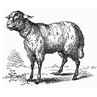 ცხვრის Chipotle- და Cranberry-glazed Rack