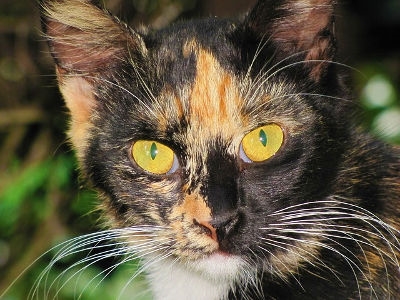 Orange gato chiffon