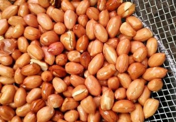 Kacang Kacang Kacang