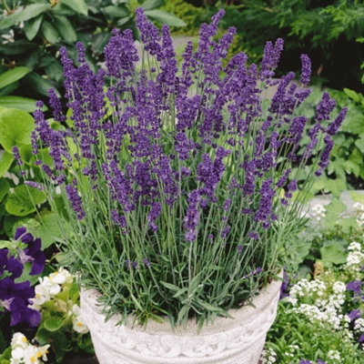 Mga Lubin sa Herb ug Lavender