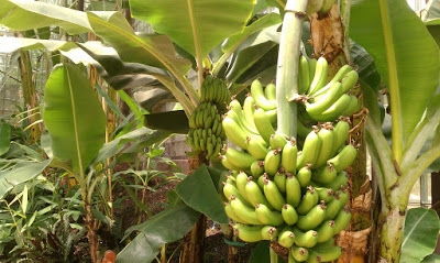 Mga Sanga sa Gradong Banana