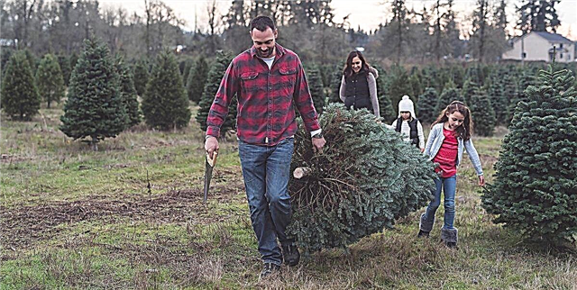 بله ، اشکالات درخت کریسمس عادی است - در اینجا بهترین راه حل های شما هستند