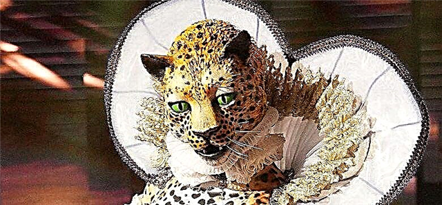 Kinsa ang Leopardo sa 'Masked nga Mag-aawit?' Ang mga Taghunahuna Naghunahuna nga Gikita Nila Kini