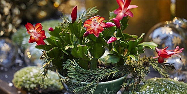 Грижа за Божиќни кактуси: Еве што треба да знаете за убавото растение за одмор