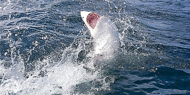 Үлкен ақ акула суды Кейп-кодтағы жас баладан аз ғана жерде бұзды