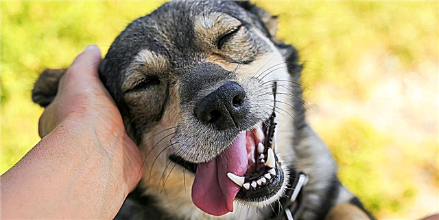 42 Најдобри наслови на Инстаграм за кучиња за најсебените фотографии на вашиот пријател со кожен