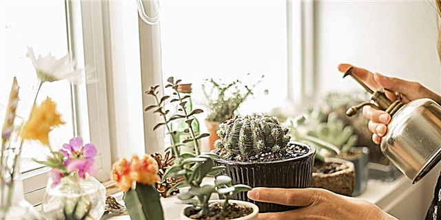 Ang aming Pinakamahusay na Cactus Garden Tips para sa Paglikha ng isang Napakaganda, sa-Home Oasis