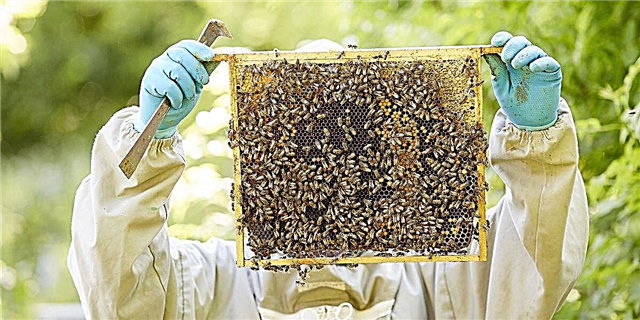 مکھیوں کے پالنے والے ابتدائیہ افراد: اپنی کالونی شروع کرنے کے بارے میں جاننے کے لئے ہر چیز