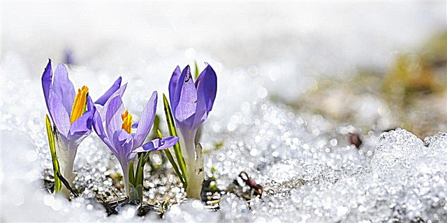 Almanaku i Fermerit të Vjetër parashikon një pranverë të ftohtë dhe pa shi për shumicën e vendit