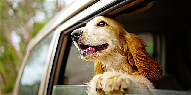 Tout bagay ou bezwen konnen osijè de Road-Tripping With Your Dog