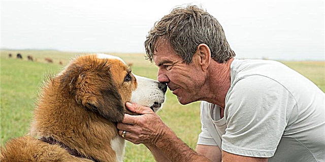 Trailer për 'Udhëtimi i një Qeni' do t'ju bëjë të qani i shëmtuar