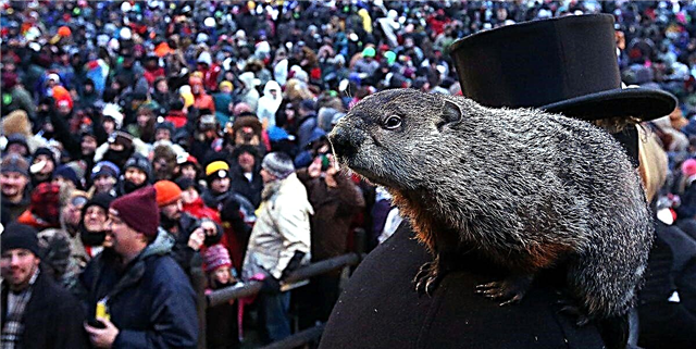 Groundhog күнінің толық тарихы