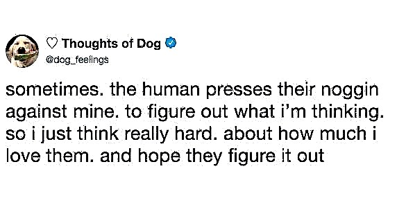 'Thinkts of Dog' သည်တရားဝင်အင်တာနက်ပေါ်တွင်အကောင်းဆုံးတွစ်တာအကောင့်ဖြစ်သည်