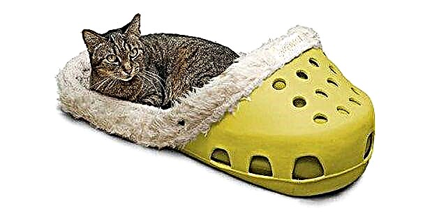 ეს Croc ფორმის Pet საწოლი არის ერთი ფეხსაცმელი, რომელსაც არ აპირებთ თქვენი ძაღლი