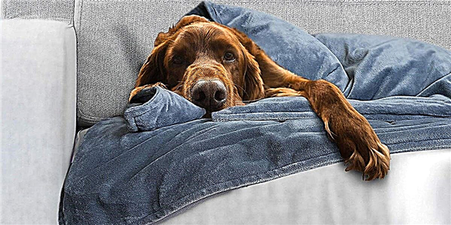Это безумное популярное утяжеленное одеяло для собак почти распродано на Amazon