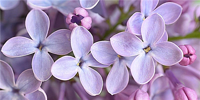 Kif Tikber lil Lilac Bush