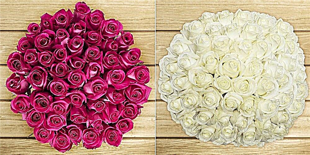 Costco Sade 50 Mawar Kurang saka $ 50 kanggo Dina Ibu