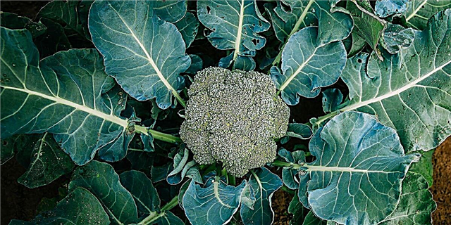 Si të rritet brokoli
