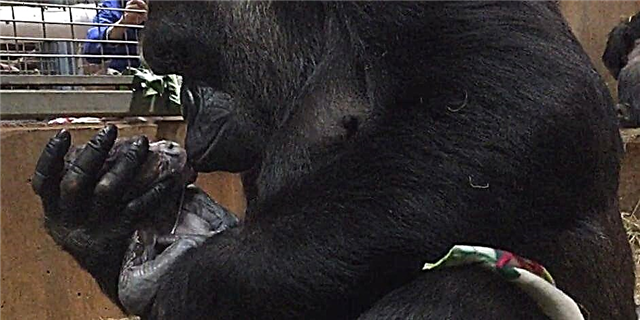 Pogledajte ovu Gorilla Bond sa svojim novorođenim samo trenucima nakon rođenja