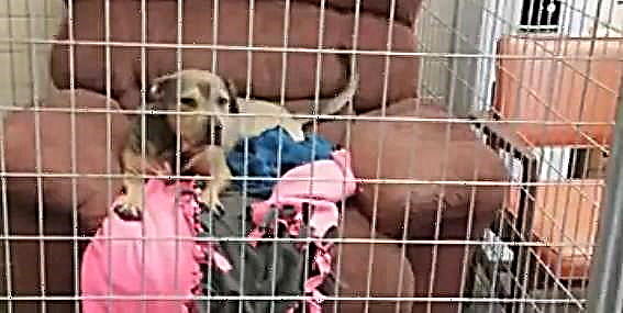 آرمر چیئر کے عطیات کی درخواست کے بعد بے گھر کتوں کا ویڈیو وائرل ہوگیا