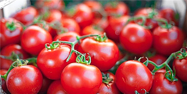 Evdə pomidor yetişdirməyin sürətli və asan yolu