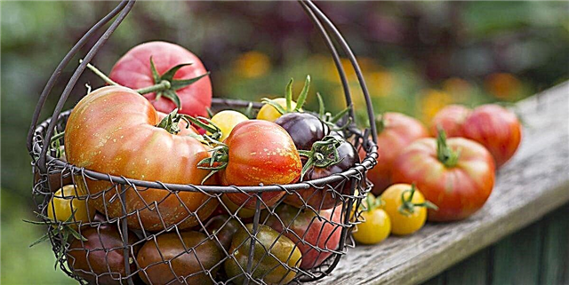 Quam ut Grow Tomatoes ex seminibus