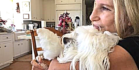 Barbra Streisand bjó til klón af hundi sínum sem fór framhjá