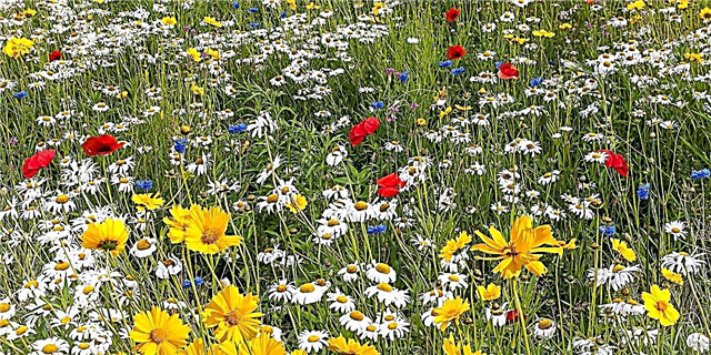 Wildflowers ကသင့်ဥယျာဉ်အတွင်းရှိပိုးမွှားများကိုထိန်းချုပ်နိုင်ပုံ