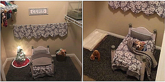 Эта собака мама превратила свой запасной шкаф в спальню для ее дворняжки