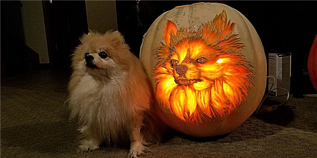 Dog-o'-Lanterns van ser enormes este Halloween