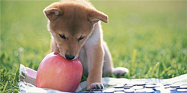 Дали кучињата можат да јадат јаболка?