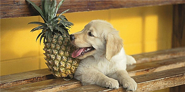 Дали кучињата можат да јадат ананас?