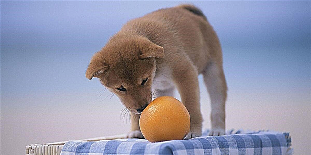 Köpəklər portağal yeyə bilərmi?