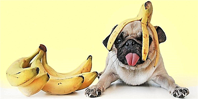 An féidir le madraí bananaí a ithe?