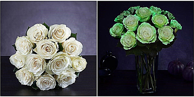 Ama-Roses-Glow-in-the-Dark Roses A Into Yangempela Ekhona Manje