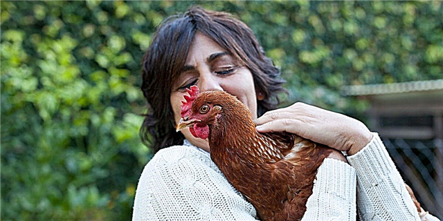 ЦДЦ ги предупредува луѓето да не ги гушат кокошките од домашни миленици по серија избувнувања на салмонела