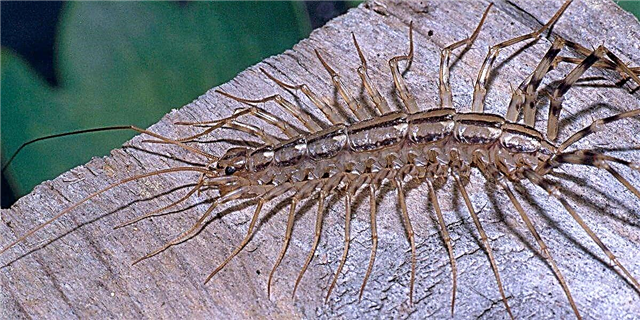 In Articulo Mortis Numquam enim ratio quare debetis Domus Centipede