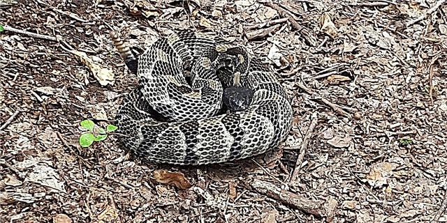 Džordžija i Južna Karolina bilježe značajne bodlje ujeda zmija