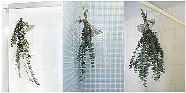 Eucalyptus 'Bath bouquets' нь таны шүршүүрийг гайхамшигтай болгох хамгийн хялбар арга юм