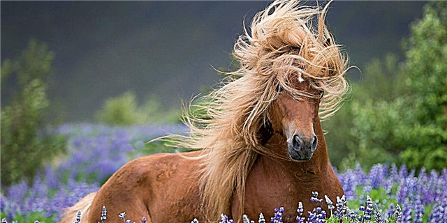 8 ձի, ովքեր ավելի լավ են ունենում մազերի օր, քան ձեզանից