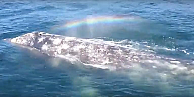 Wo Ẹyọ Whale yii Rainbow kan Lẹwa Lati Agbara Rẹ