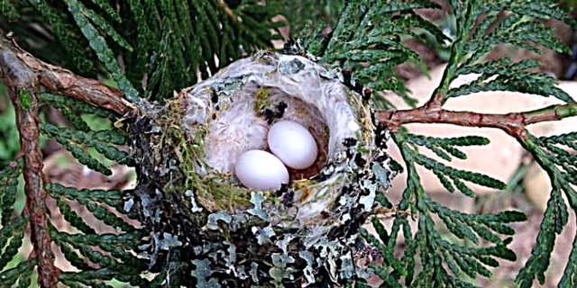 Этой весной, прежде чем подстричь свои кусты, сначала проверьте наличие крошечных гнезд.