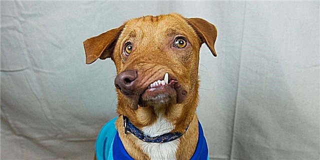 این سگ شیرین به دلیل چهره تغییر شکل یافته خود رها شد