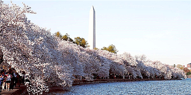 واشنگٹن ، ڈی سی کے چیری کھلنے والے درخت معمول سے پہلے کھلتے ہفتہ ہیں