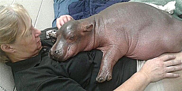 Ver Fiona o bebé Hipopótamo Toma os seus primeiros pasos e Squeal para sempre