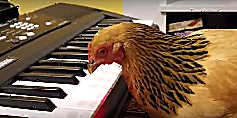GLAS: Ova piletina svira „Amerika lijepa“ na glasoviru i zadivljuje