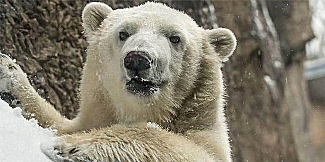 ნახეთ რა არის ეს პოლარული დათვი კუბი უზარმაზარი თოვლის შტორმის შემდეგ ორეგონის ზოოპარკში