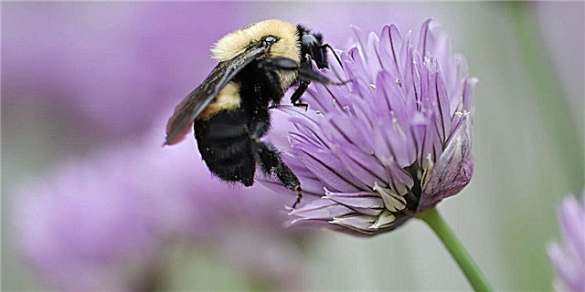 ສັດຊະນິດ ທຳ ອິດຂອງ Bumblebee ແມ່ນມີຄວາມສ່ຽງຕໍ່ການສູນພັນໃນສະຫະລັດ