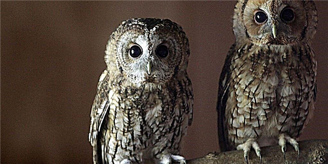 Owls бе парҳо комилан метарсонанд